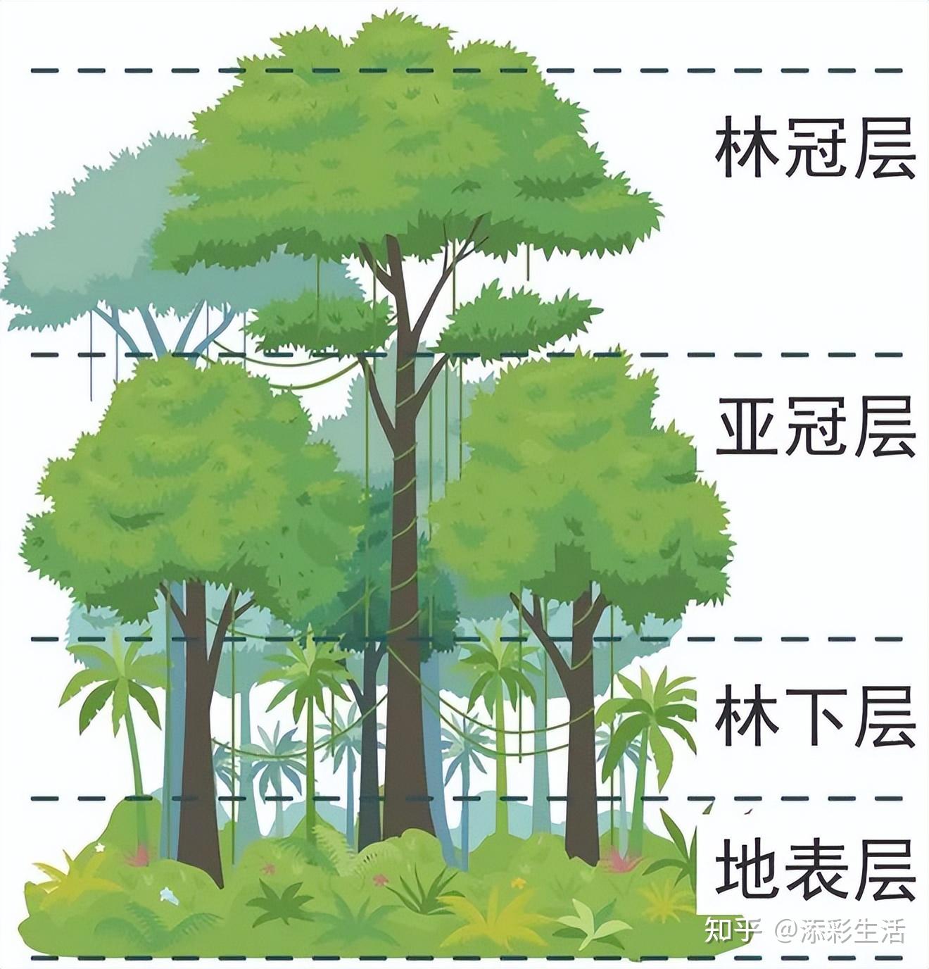 植物结构层次示意图图片