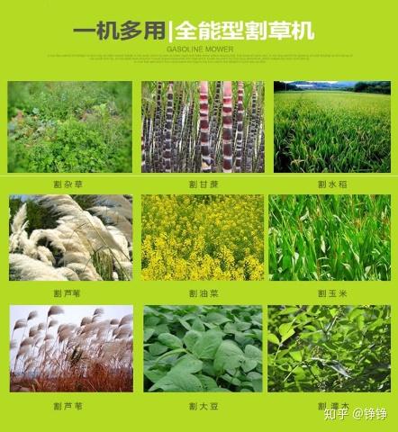 农村除草机推荐_除草剂 植保_家用割草机选购指南