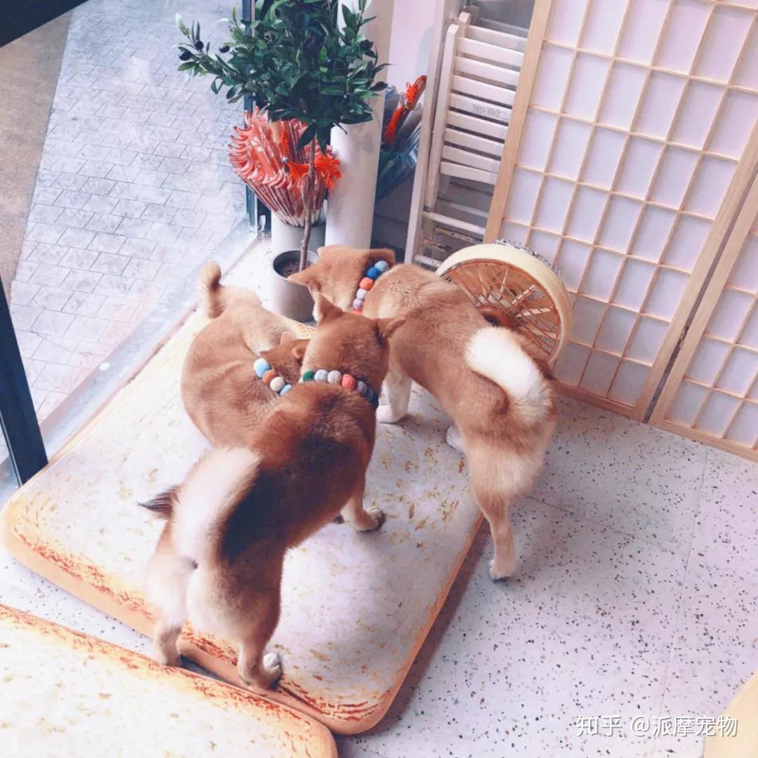 派派探店|从猫咖到狗咖,宠物店能学到什么 - 知乎