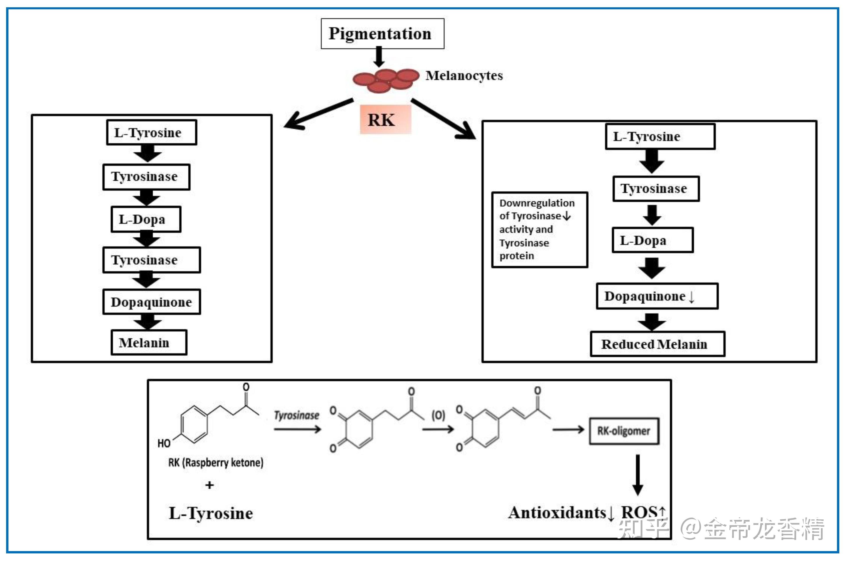 香精与香料(71)—覆盆子酮(Raspberry ketone) 知乎