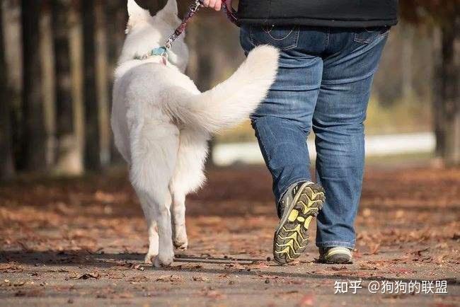 “坏狗”有什么特征?中5个以上,就没救了 - 知乎