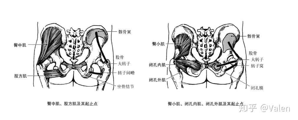 臀部解剖位置名称图图片