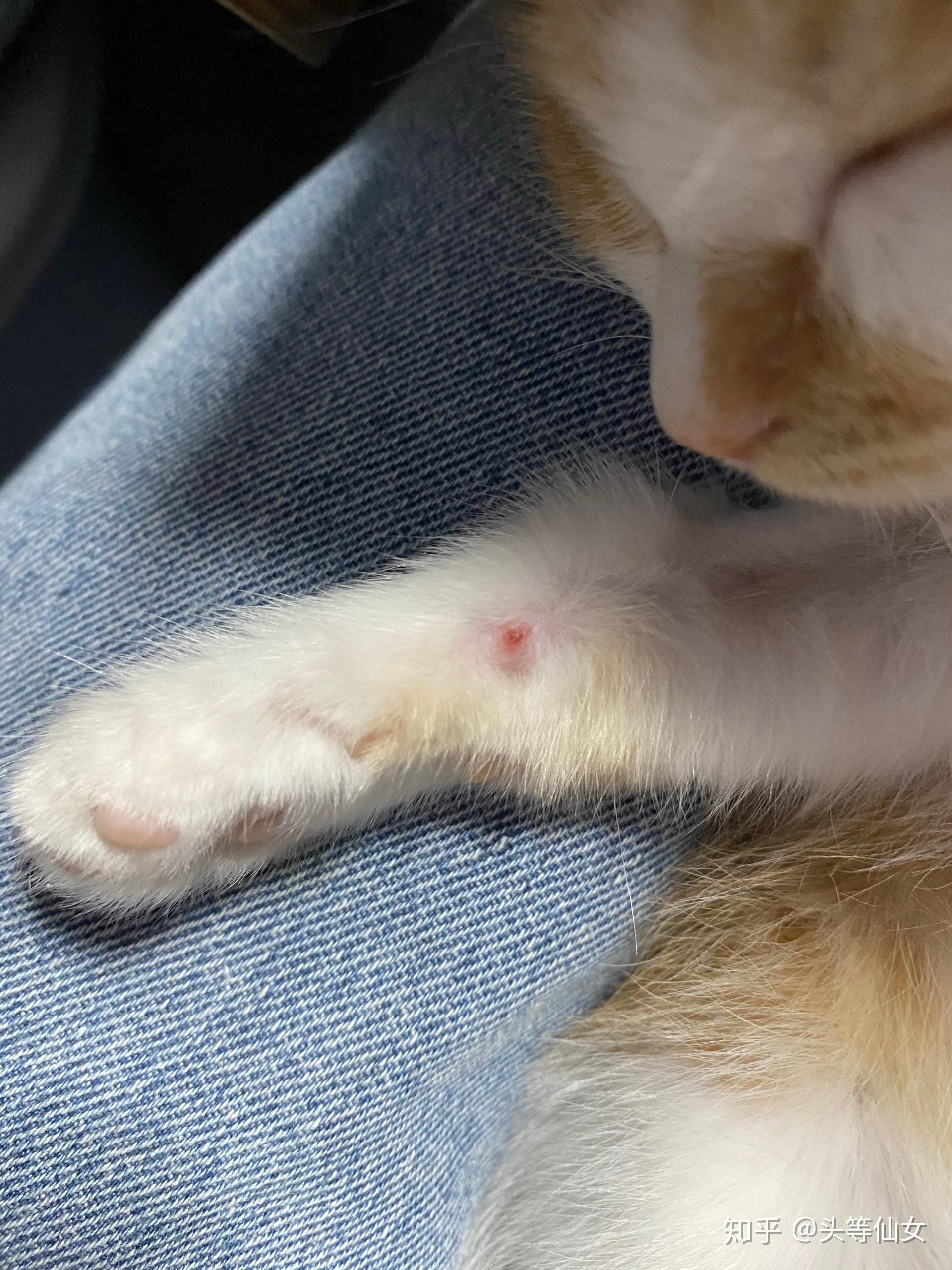 急 猫咪腿上有个红点 是不是猫藓 还是被咬了 在线咨询 