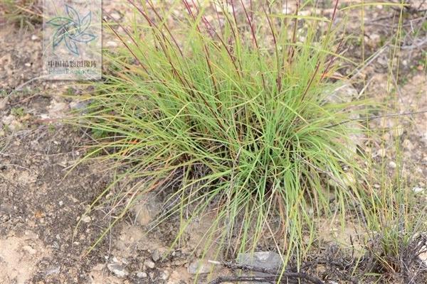 书香门第中书香指的是