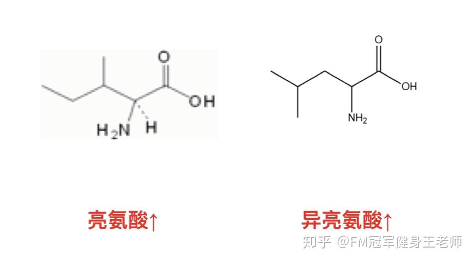 支链氨基酸结构图片