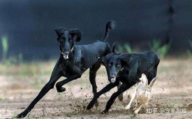 根據生長區域不同,細犬大致可以分為河北細犬,山東細犬,蒙古細犬,陝西