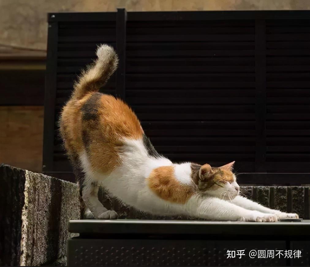 猫弓着背睡觉图片