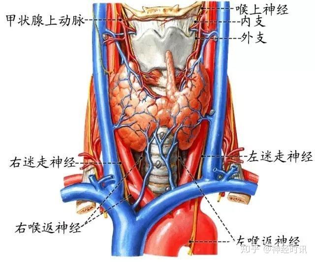 周围神经脑神经图谱以及思维导图