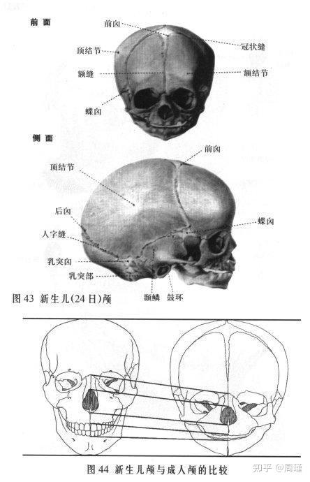 头身比的秘密-附测量方式 - 知乎