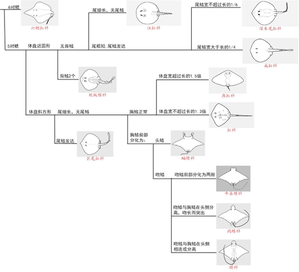 动物分类志 软骨鱼纲 鲼目 魟亚目 知乎