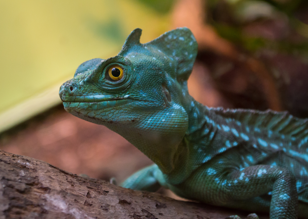 动物篇47爬行纲蜥蜴亚目上
