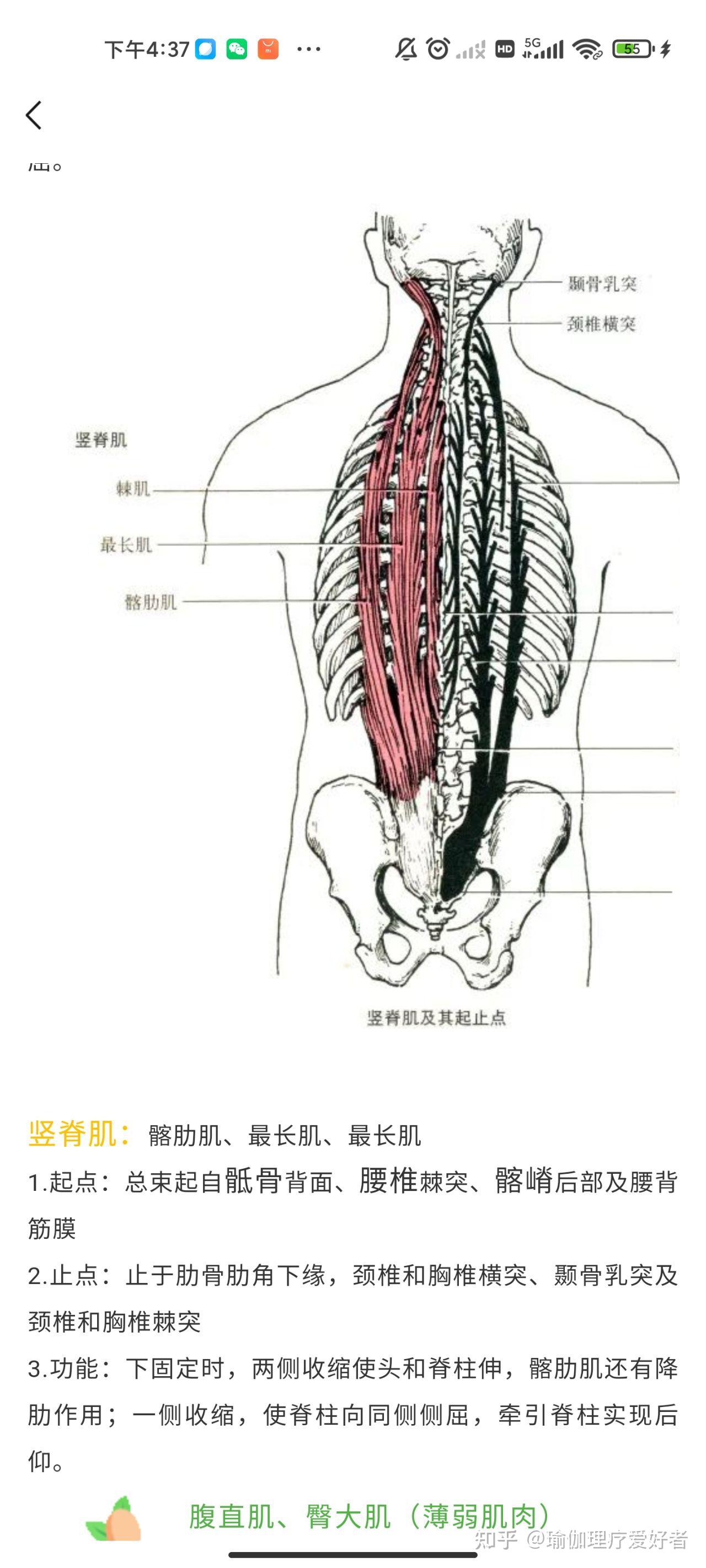 骨盆前倾专题2肌肉分享研瑜路可看全部专题