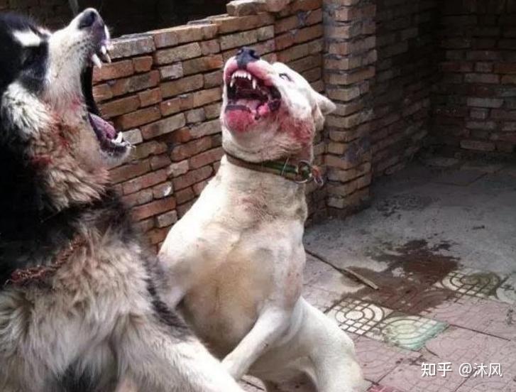 如何看待重庆一小学生上学途中被狗咬死狗主涉过失致人死亡被控制如何