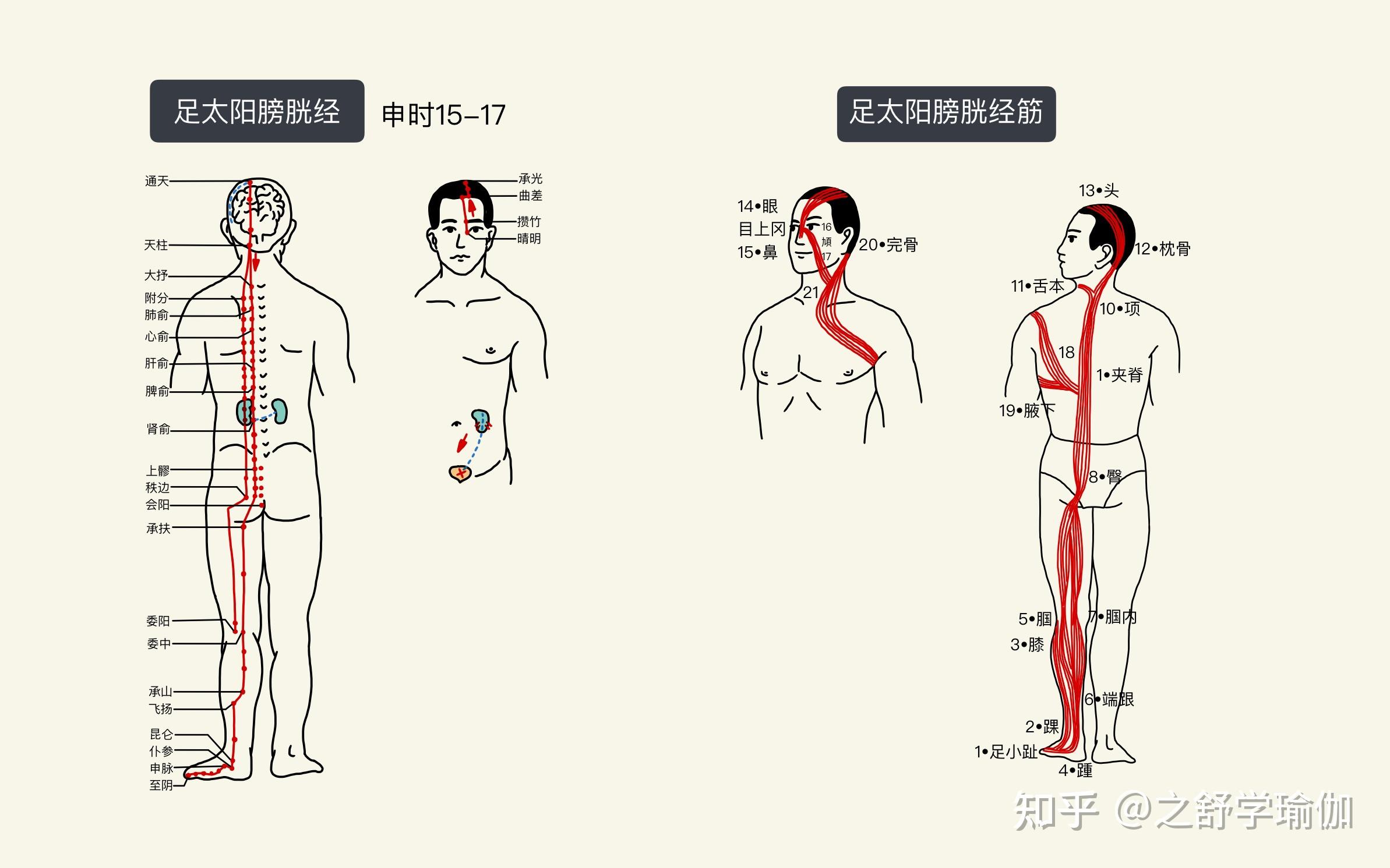 总结瑜伽如何作用到十二经络