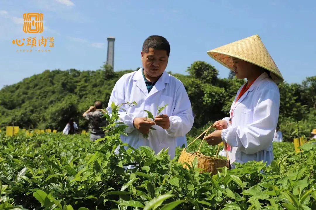 心头肉茶业余盛良获评武夷山非物质文化遗产传承人! - 知乎
