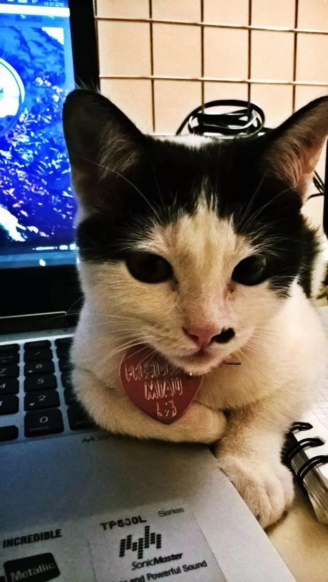 怎么防止猫在床上尿尿 v2-114b9d3f423609afd6901d79ceb33190_1200x500.jpg