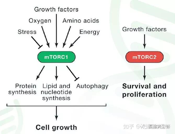 胃肠道肿瘤治疗专题信号通路mtor双语视频