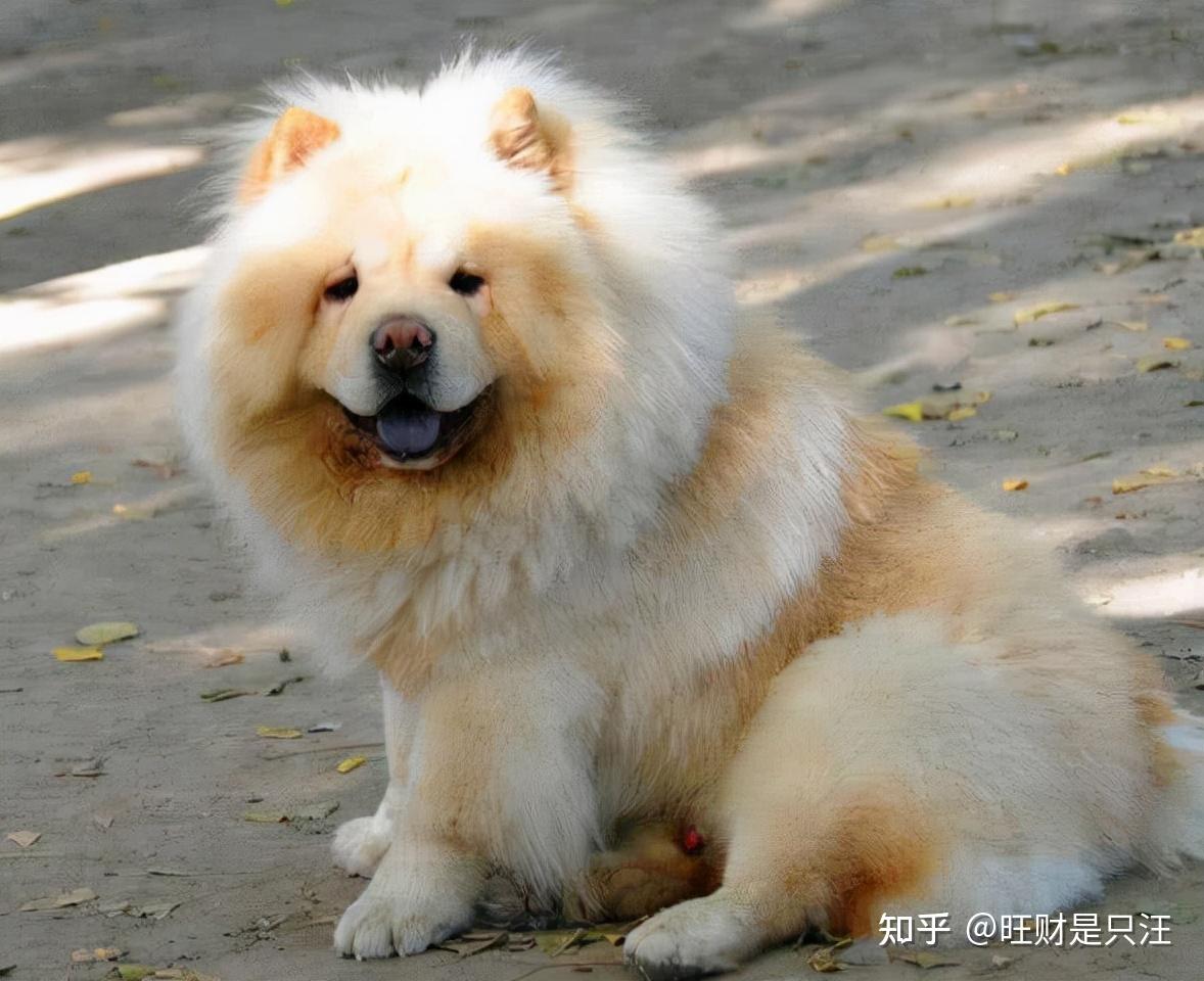 盘点中国本土狗看谁还敢说中国本土没有品种狗