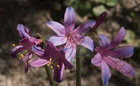 粉蓝色的 百合 你见过吗 美的让人心醉 知乎