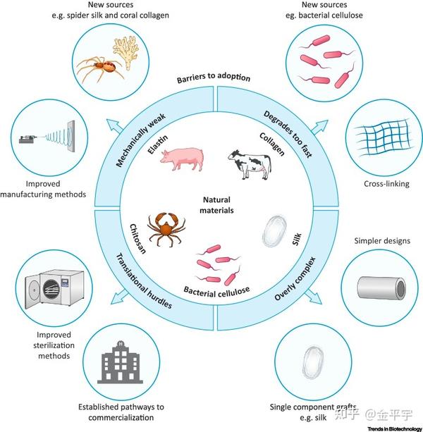 再生医学前沿:人工血管未来之路 - 知乎