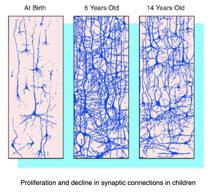 突触修剪(synaptic pruning)通过去除多余的神经元并增强对环境最有用