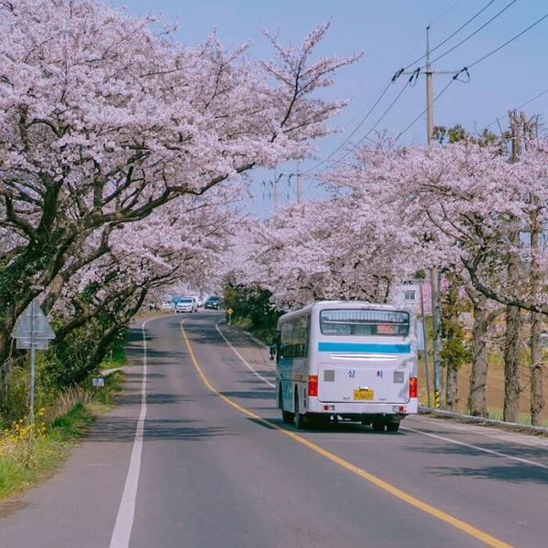 21日本樱花前线 从南到北最佳赏樱胜地奉上 知乎