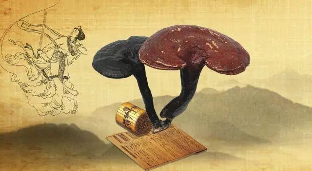 仙精魂为草,实曰灵芝我国最古老的小说《山海经》说,灵芝原是炎帝女儿