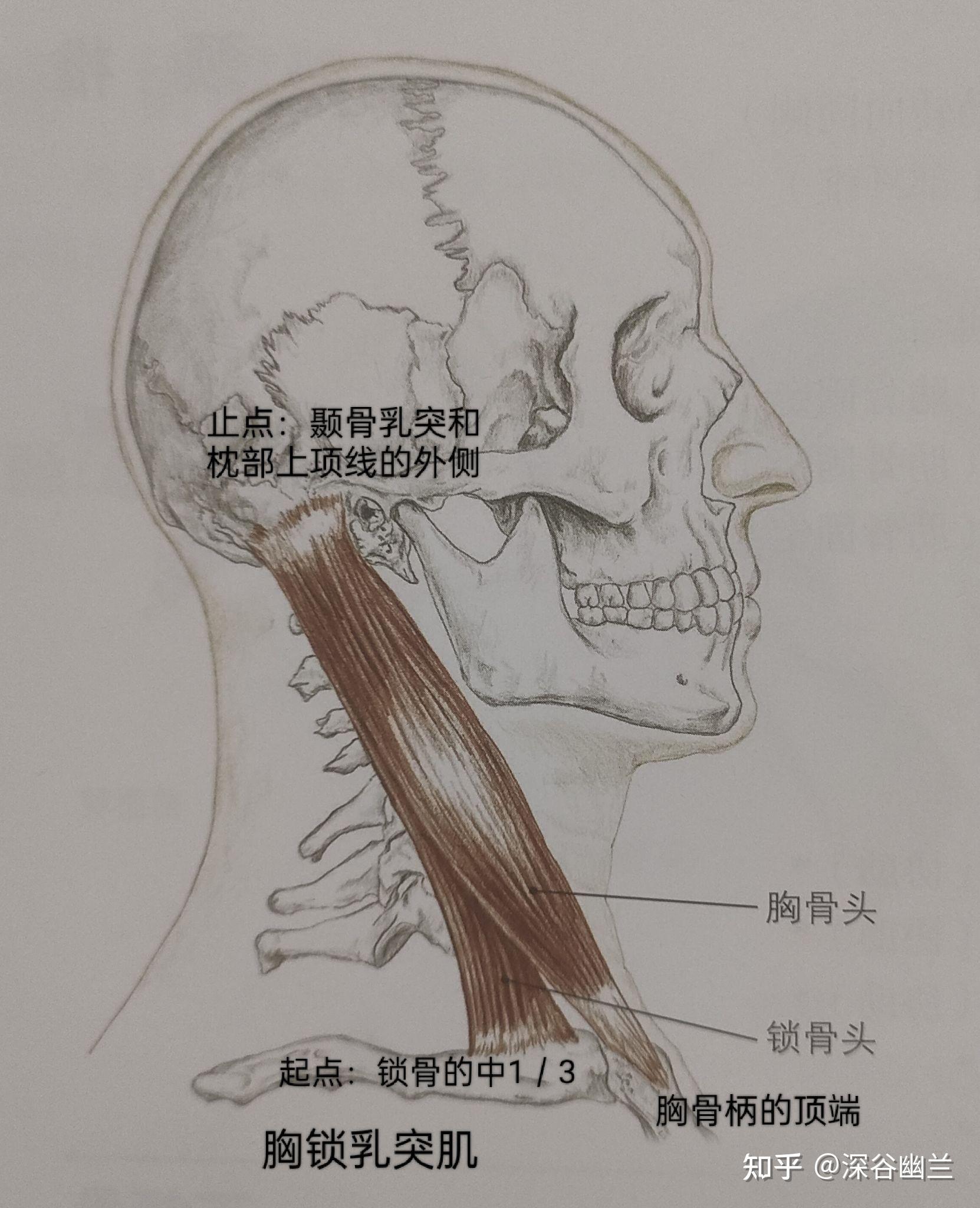 人体右前斜位置示意图图片