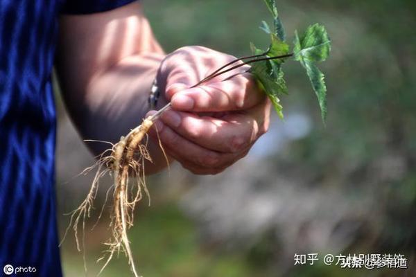 人参和西洋参 同为补虚良药很多人却不知道吃哪个 看过就懂了 知乎