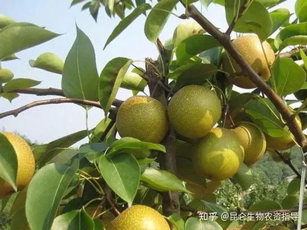 治疗梨树根结线虫喷施噻唑膦有用吗?梨树线虫病绿色灭虫用线翘翘 - 知乎