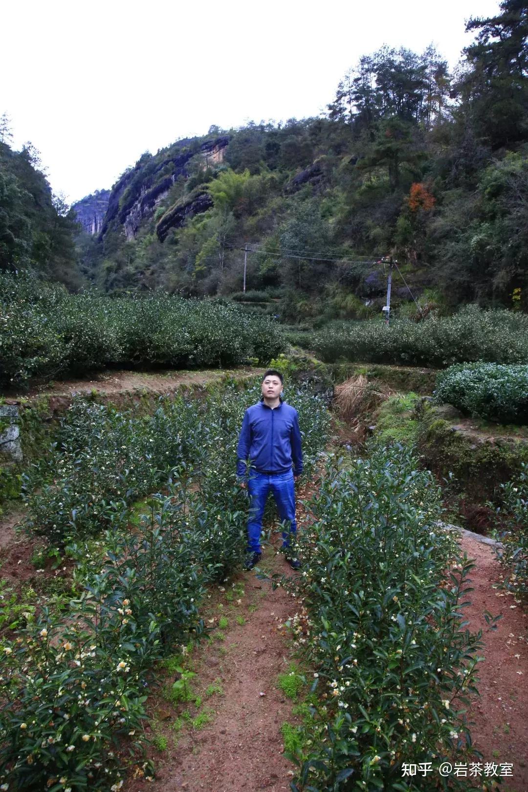 岩茶山场金交椅在哪里? - 知乎
