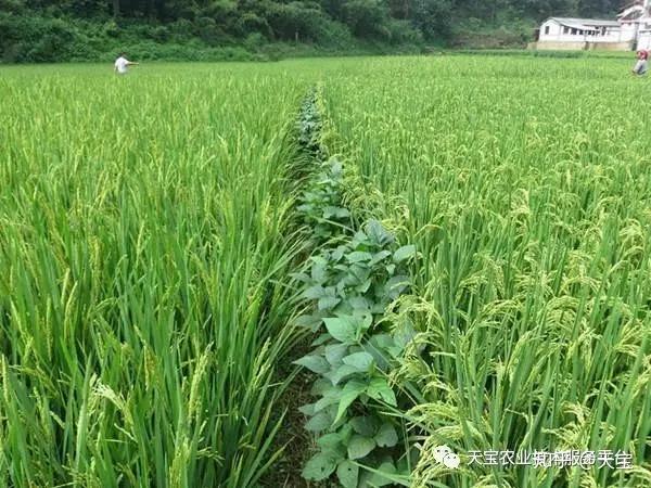 间作套种和间作一样吗