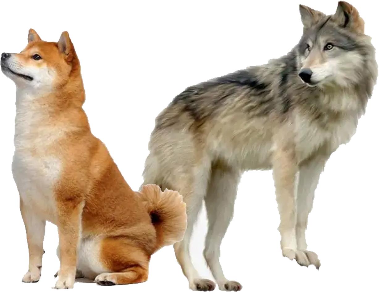 柴犬喂养手册|微笑天使还是倔强小八嘎? - 知乎