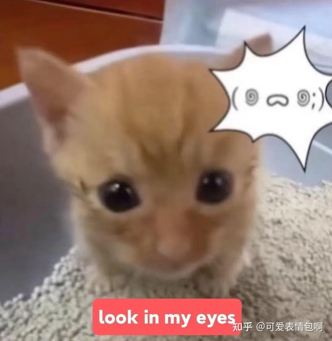 低脂小猫表情包,meme又喵喵~ - 知乎