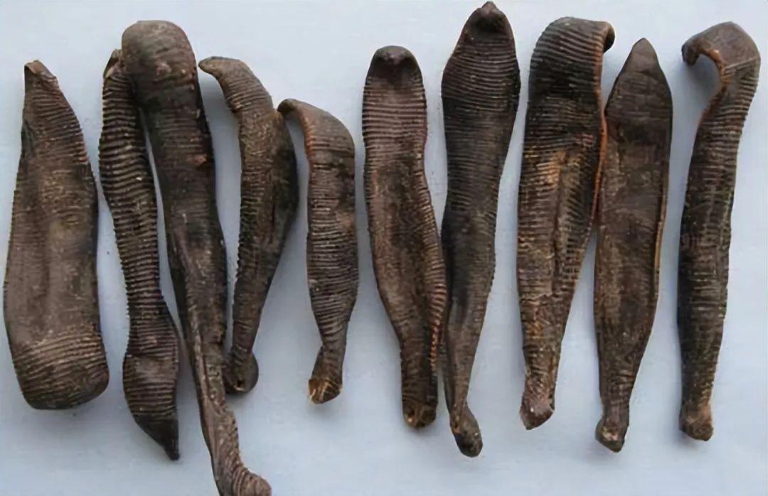 亏大了广东男子钓到一条蚂蟥嫌丑放生后被网友嘲讽不识货