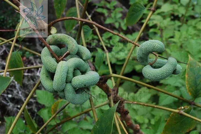 为啥叫猫屎人家明明是可爱的小树好吗