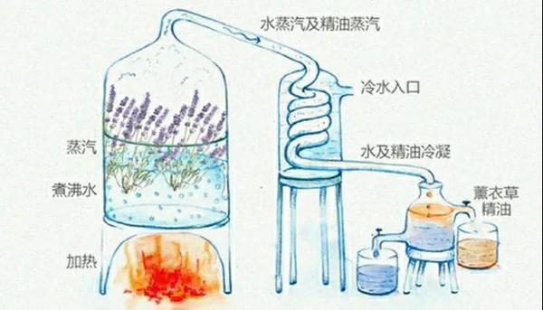 市面上形形色色的精油，对猫安全吗？ - 知乎