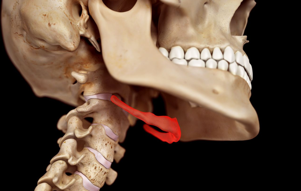 而吼猴的舌骨,则有这么大.