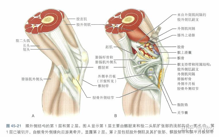 膝关节解剖 