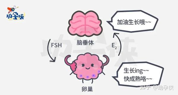 做借卵试管婴儿男的挂什么科室检查