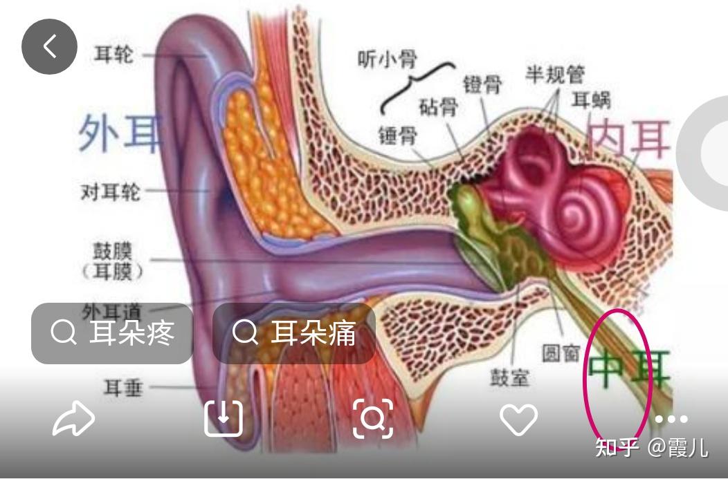 右边过度咀嚼并且耳朵痛