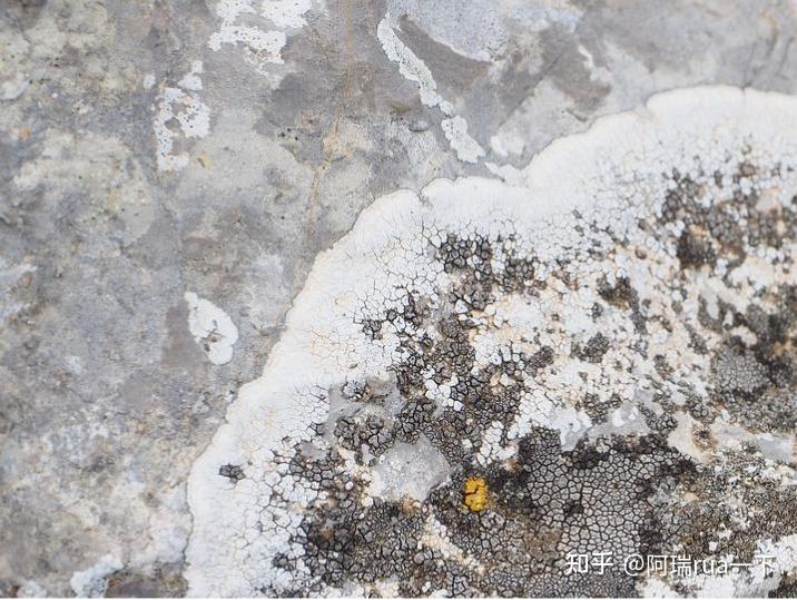 仓鼠的祖先-东方晓鼠 世界上最古老的鼠