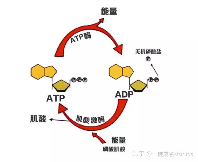 atp (三磷酸腺苷)发生水解时,形成adp(二磷酸腺苷)和无机磷酸盐,同时