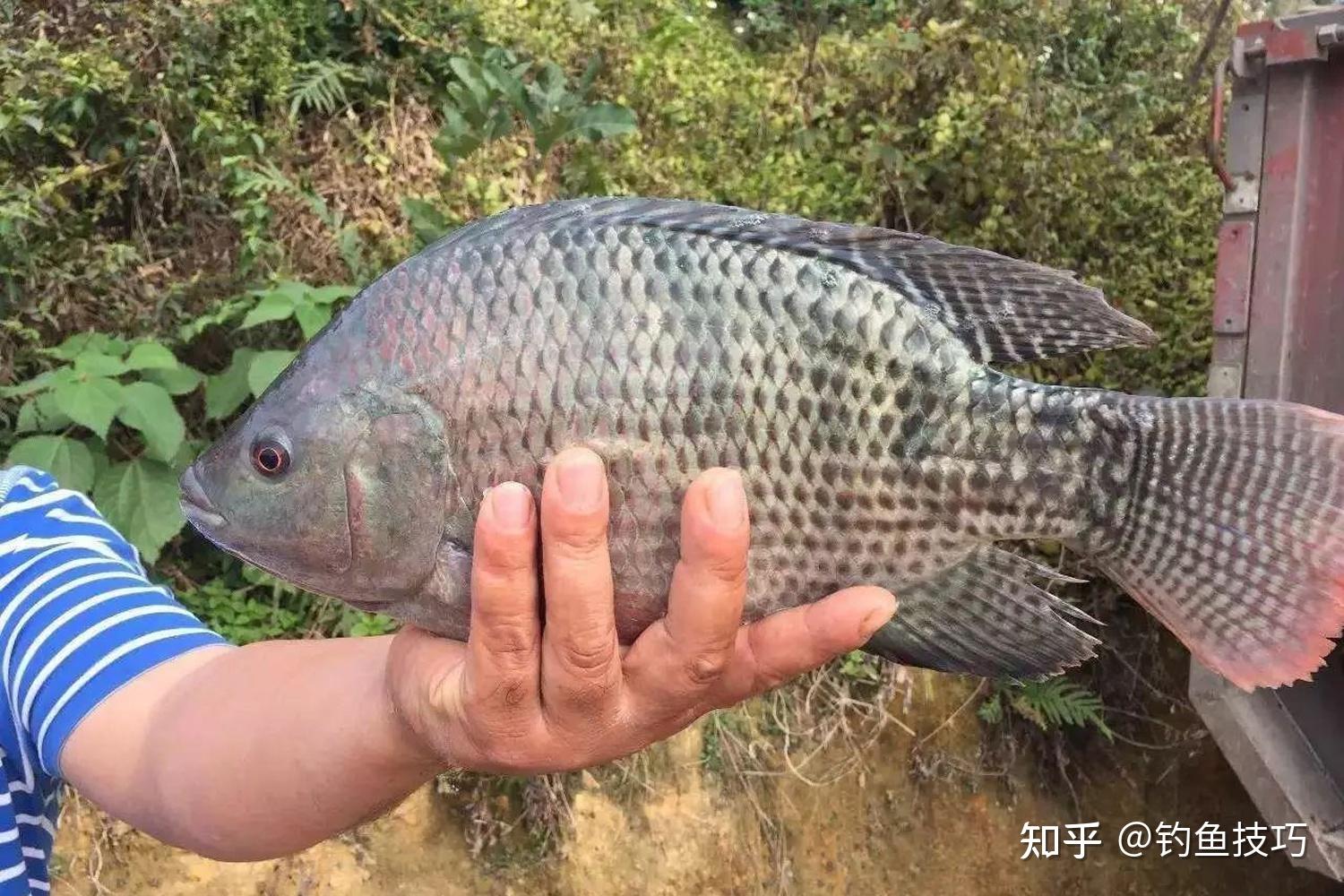 罗非鱼最喜欢什么气味如何让罗非鱼开口钓罗非鱼的用饵方法