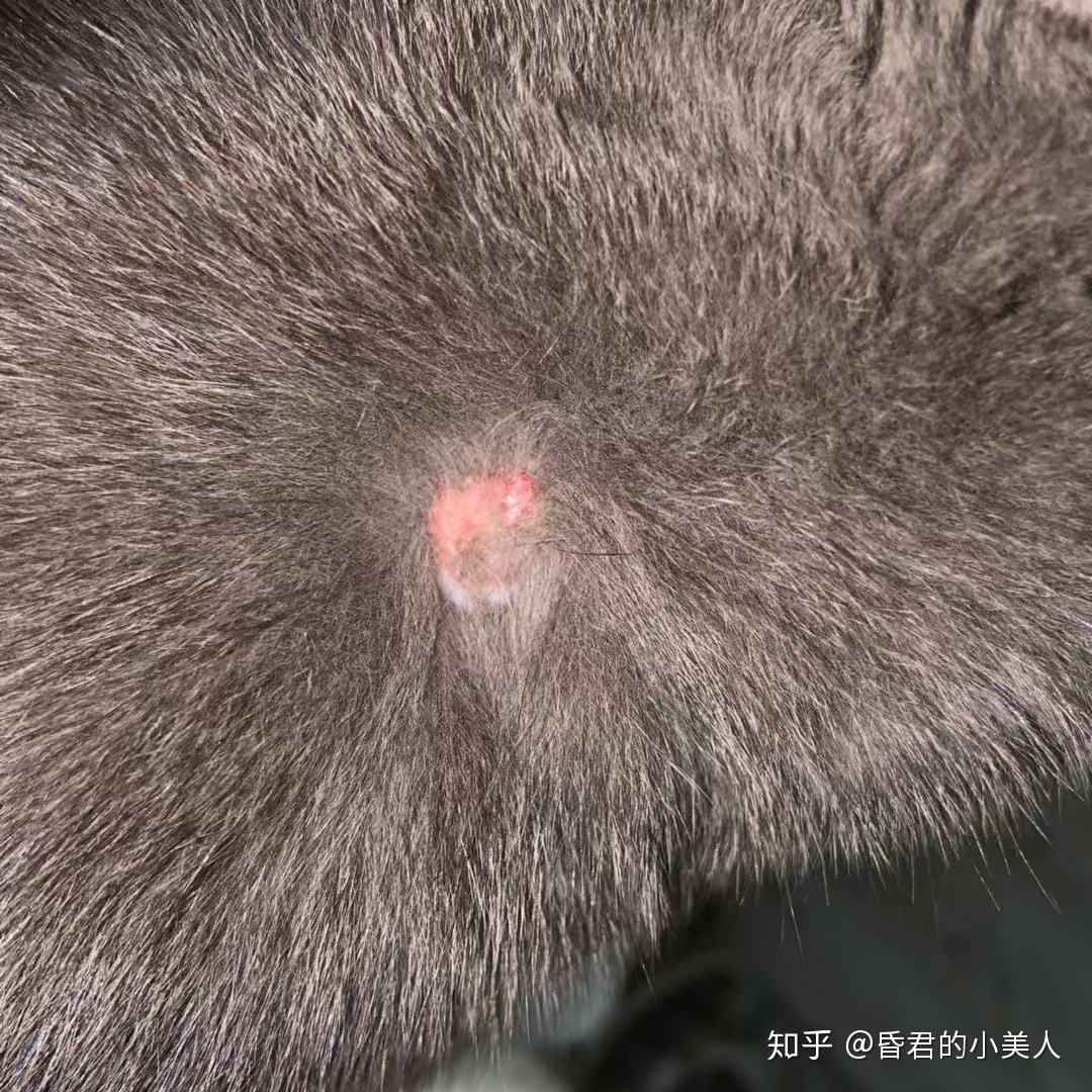 宠物猫都掉毛吗 (宠物猫都掉毛吗?)