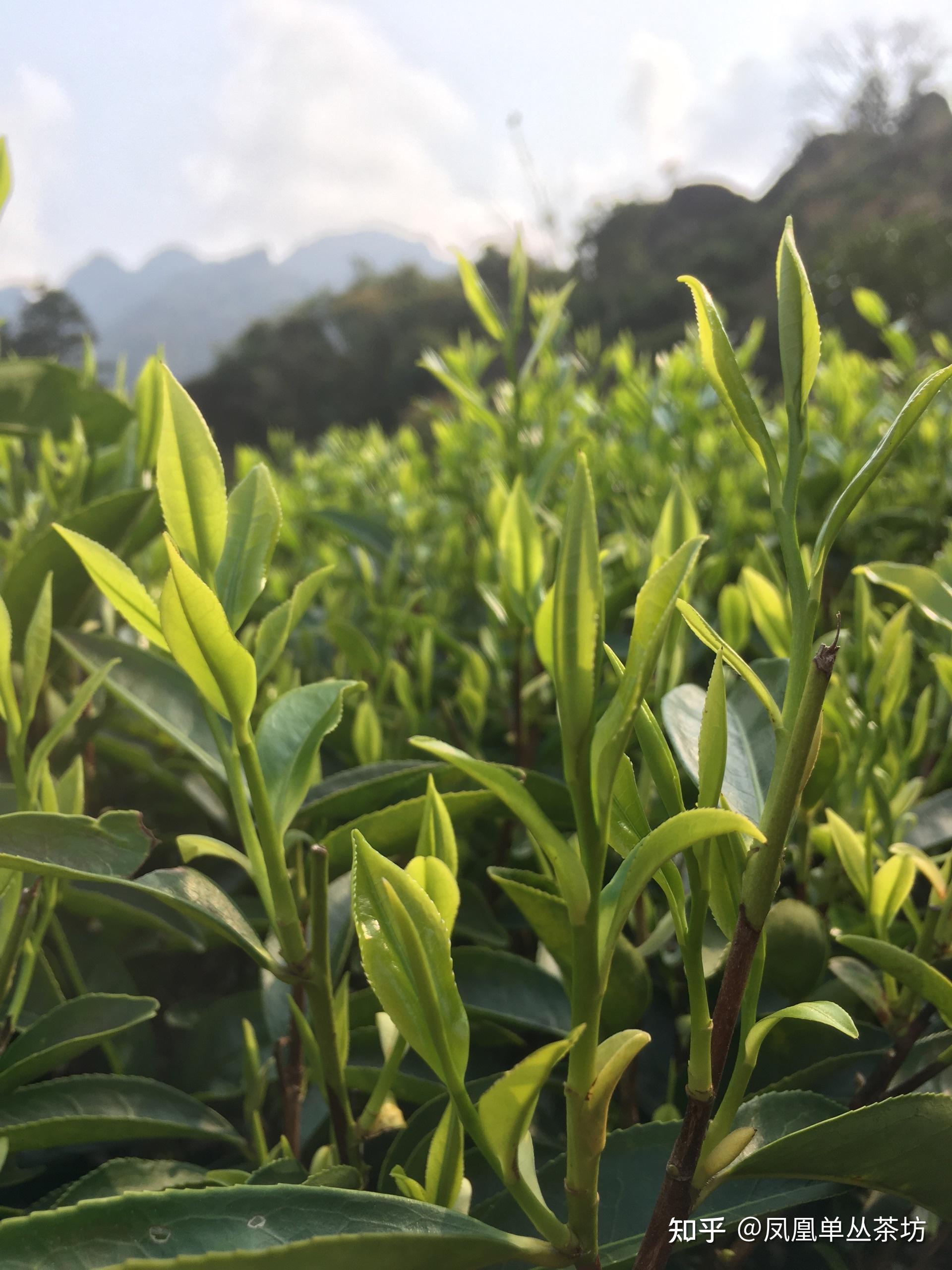 2021年春天来临,马上就到了凤凰单丛茶开采的时节了,首先面世的单丛茶