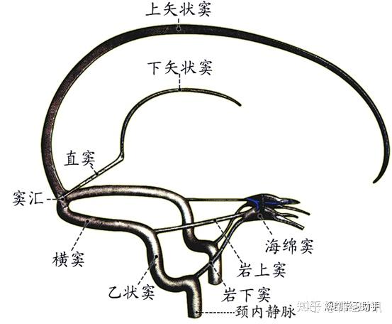 乳突导静脉图片