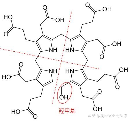 2 尿卟啉原i合酶