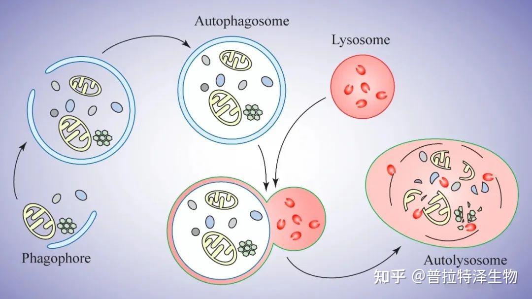 【科研专题】自噬研究全解析（一） - 知乎