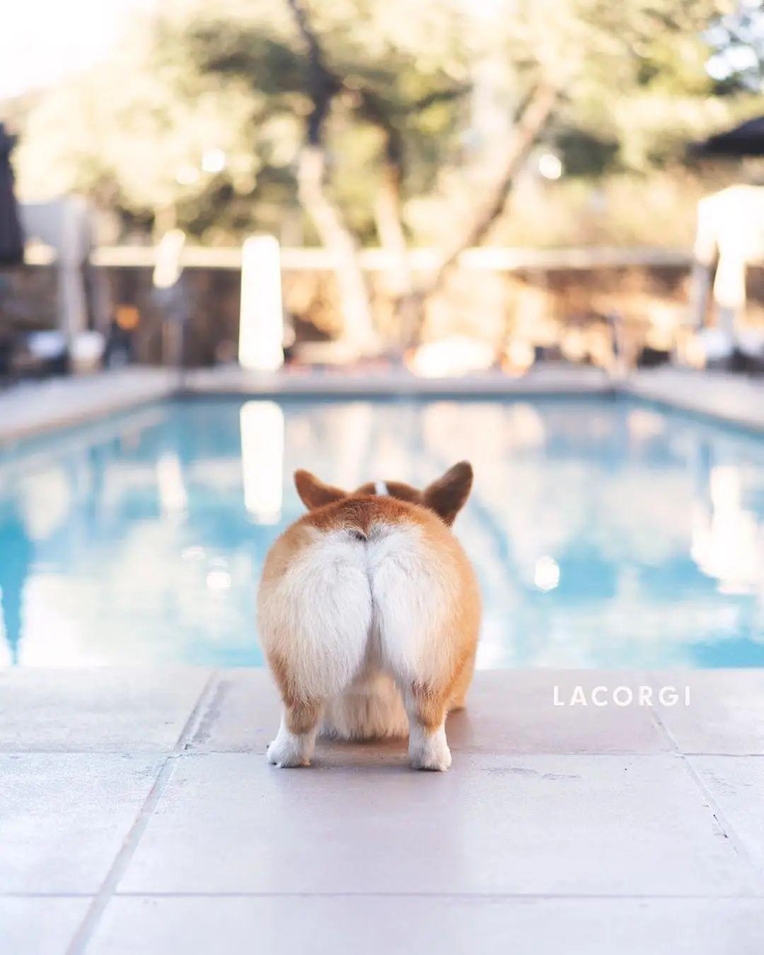 如果评选最可爱背影我一定要投柯基一票